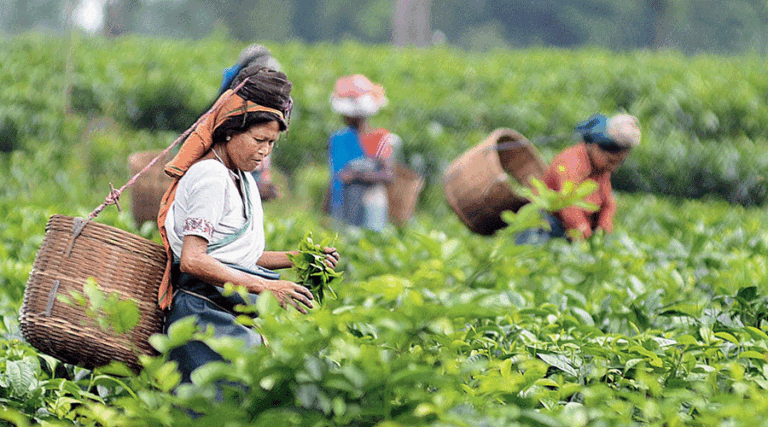 Tea workers face losses