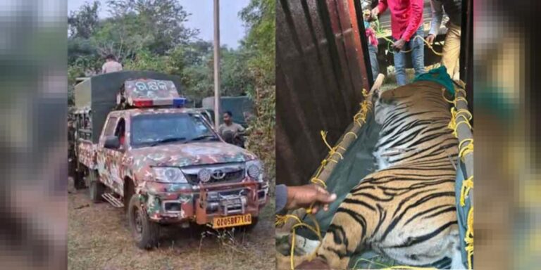 Tigress Zeenath