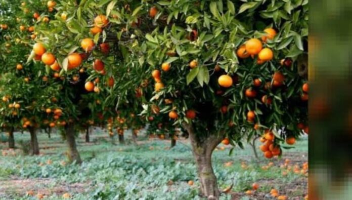 kalimpong oranges