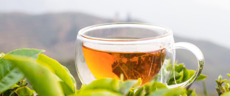 Darjeeling Tea: আবার পুরনো ফর্মে দার্জিলিং চা