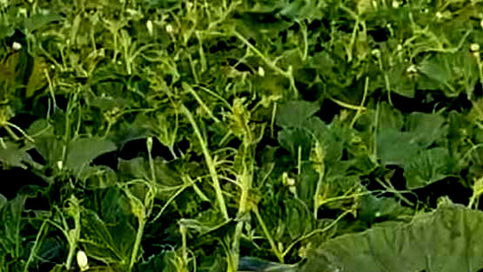 Burdwan Cultivation