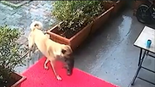 Mother dog takes its sick child to veterinary