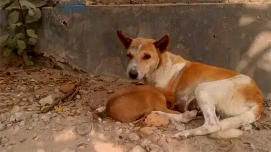 A stray dog ​​was beaten with a sharp weapon for taking away the chicken