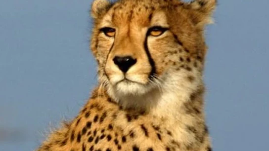 Cheetah