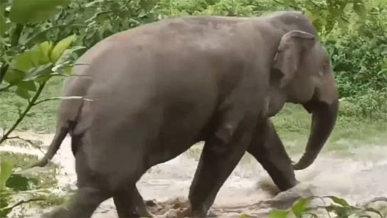 Three members of a family died after elephant attack
