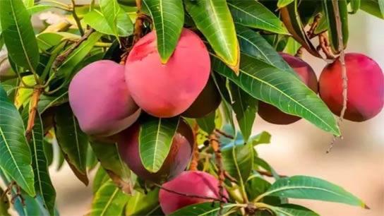 The trees begin to bear fruit after two years