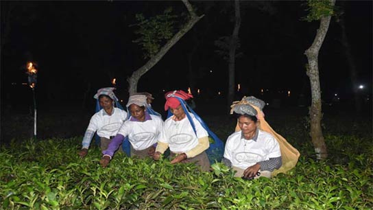 Moonlight tea in Majherdabri tea garden in Alipurduar