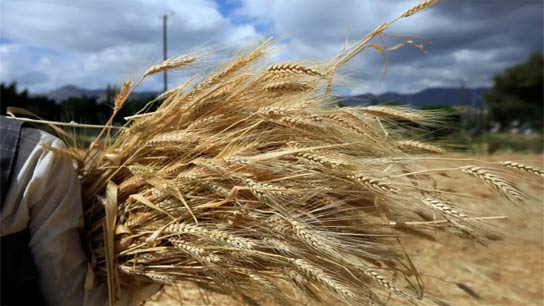 Ukraine Alleges Bangladesh Stole Wheat