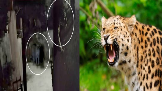 Speculation spreads that a leopard has attacked a house's backyard