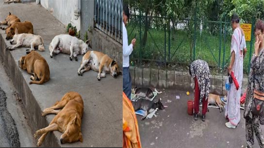 Attempt to kill 10 stray dogs by poisoning food in Newtown, 1 dead