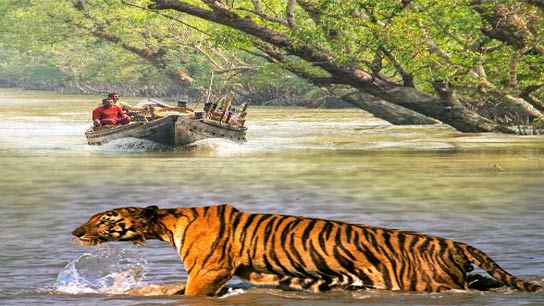 No Entry for Tourist in Sundarban from June to September