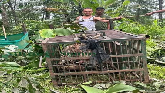 Adult cheetah caught in Soreng, locals relieved