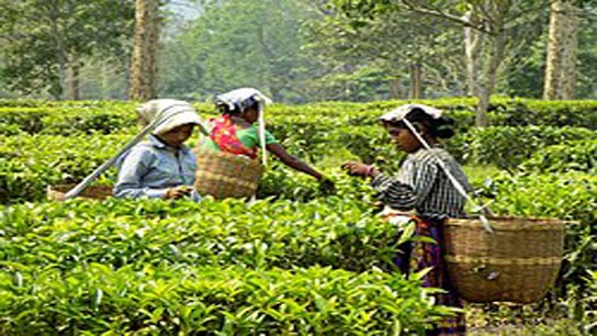45000 kg of tea sold on first day at jalpaiguri tea auction center