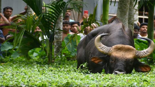 Two bison escaped from the forest and went on a rampage in the village