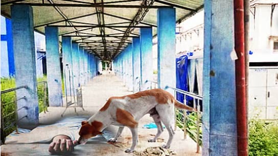 Dogs Mutilate Deceased Patient’s Body at North Bengal Medical College