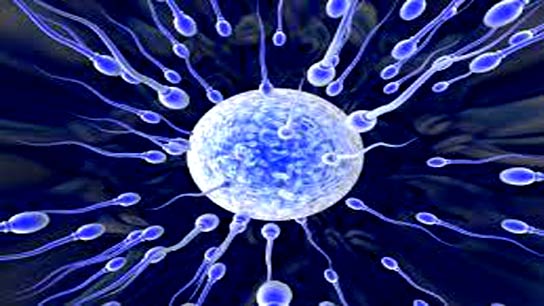 Not competition, the egg chooses the winning sperm itself, scientist debunks widely believed myth