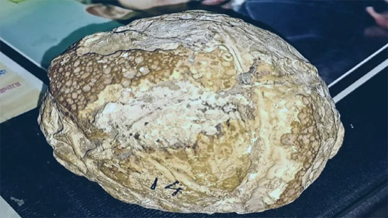 The egg is kept in the Nayabasti Museum of the Jalpaiguri Science and Nature Club