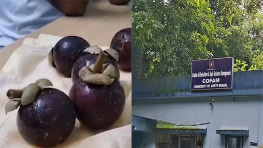 It is cultivated only on a limited scale in some areas of Kerala and Tamil Nadu