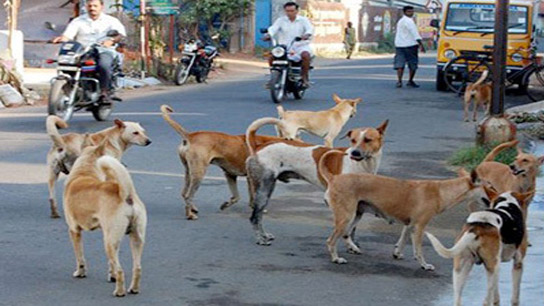 A few years ago, the Siliguri Municipality announced that it would provide relief to people from stray dog ​​bites