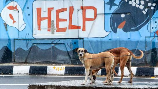 Stray Dogs Picked Up From Delhi NCR Must Be Released After... Supreme Court Modifies the Previous Order