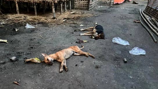 The accused slaughtered a dead goat, cooked the poisoned meat and fed it to the stray dogs in the area