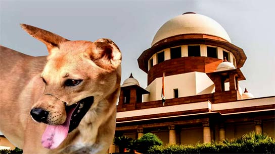 Supreme Court directs removal of stray dogs in Delhi from all localities