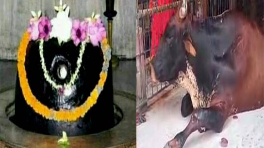 After pouring the milk, Bhola takes a look at the devotee's face with eyes full of magic