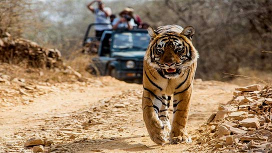 Tiger Safari Horror