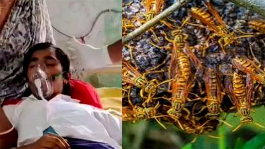 Vimrul attack during independence day programme, students teachers ill