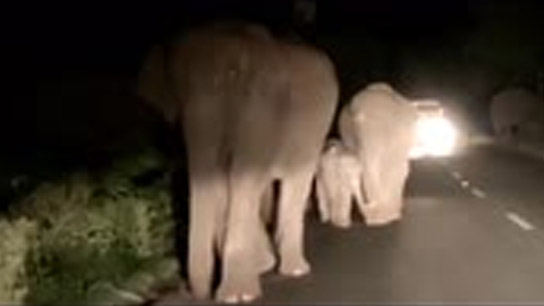 25 elephants entered Bankura