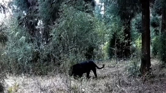 Seeing a black panther on a mountain road is both thrilling and terrifying