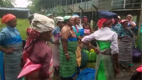 Alipurduar An overnight notice casts darkness over the lives of 1,400 tea workers