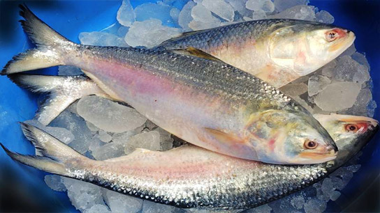A man announced that he would give hilsa to everyone for 10 taka