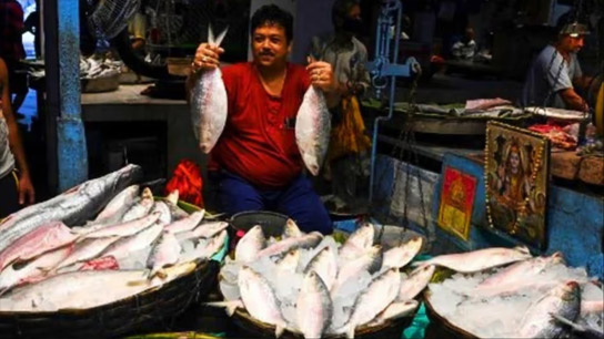 Hilsa Price in Kolkata