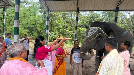 This year's puja is centered around the elephant, the vehicle of the deity