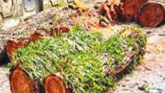 Siliguri Municipal Corporation's Environment Department does not know where the tree logs are located