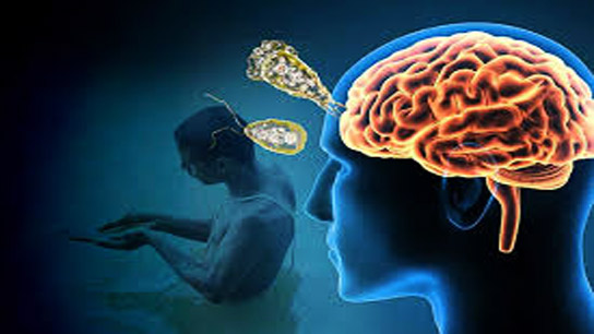 There is a difference between the Kerala amoeba and the Bengal amoeba