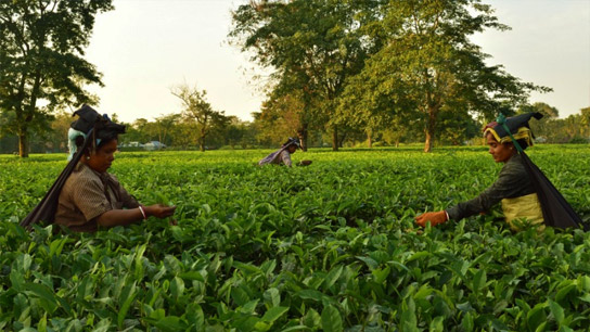 Letter seeking Centre's intervention over falling tea prices