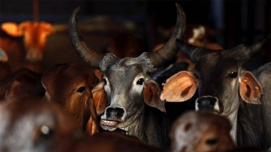 Cattle smuggling activity increases in Cooch Behar