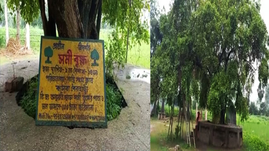 Even today, many people come to the village of Hatidoba, Harirampur, to see the Shami tree of the Mahabharata