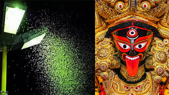 The calendar of brown bugs has been thrown into disarray by the erratic weather, and they are disappearing even in the bright light of Diwali