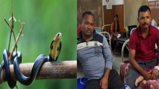 9 people admitted to Dhupguri Subdistrict Hospital after falling ill due to snake bites