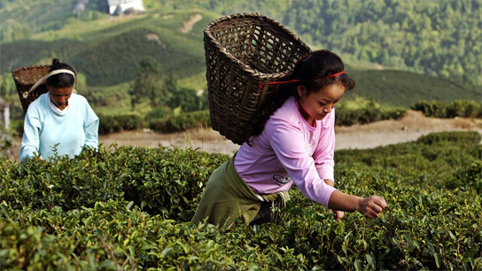 Dooars' tea gardens are no longer in the hands of crony capitalists