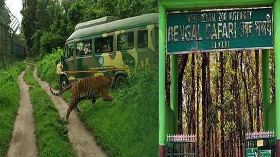 The enclosure size of the tiger safari is increasing