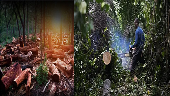 Nigeria tops the list in terms of destruction! On one hand, the fight to save the planet and on the other, deforestation