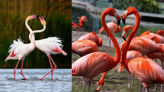 Flamingos, a guest bird, reach the sky and reach the far horizon