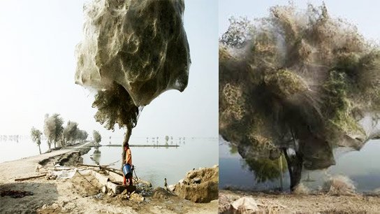 Why millions of trees in Pakistan became 'ghostly' during floods