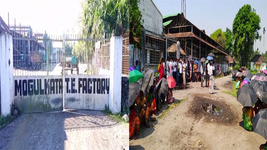 1076 labour lost their job tea worker in Dooars