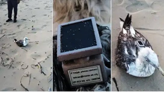 Surveillance over India! Noise surrounding the bird; Intelligence is sweating its head off