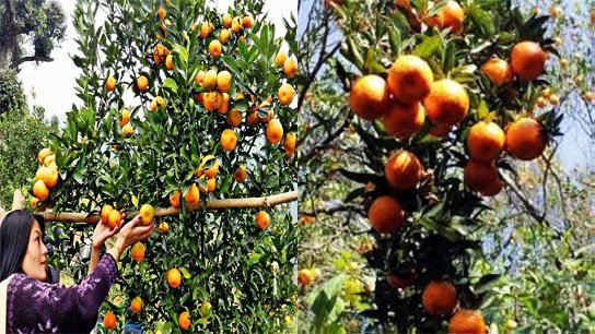 Mandarin oranges grown in Darjeeling get GI tag! Farmers hope sales will increase